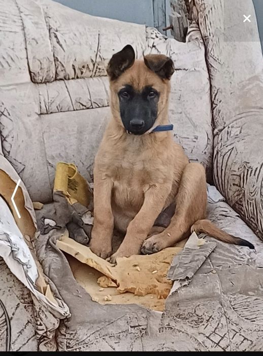 Кабель малинуа (бельгийскаяовчарка)