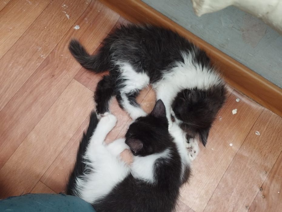 Отдам котят 2 девочки