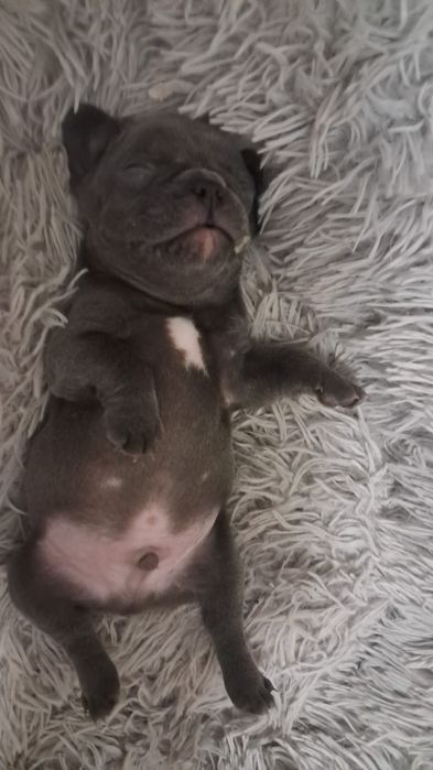 Французский бульдог девочка голубого окраса