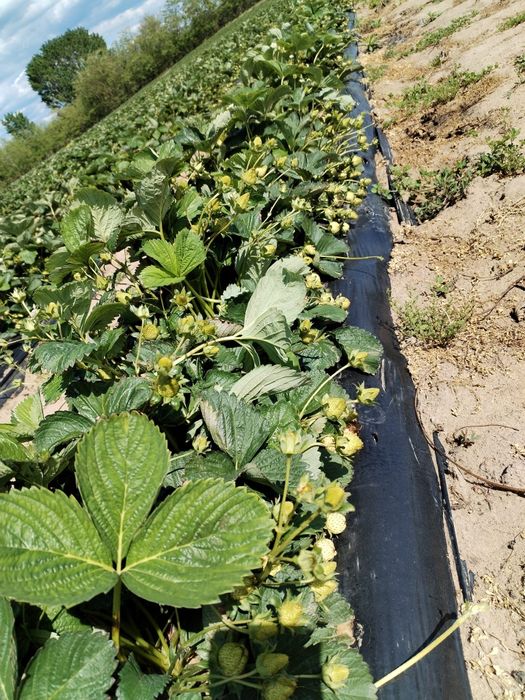 Stoloni de capsuna soiul Aprica si soiul Murano