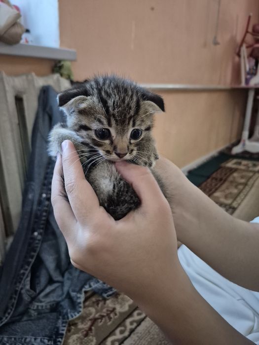 Вислоухая котята