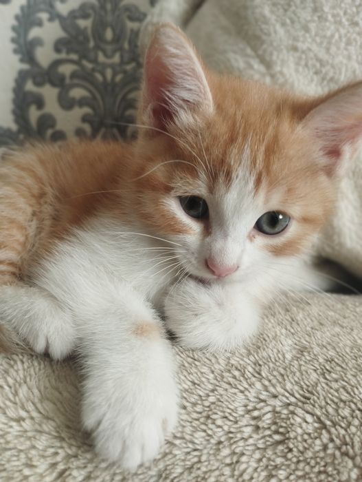 Ласковые котята ищут дом