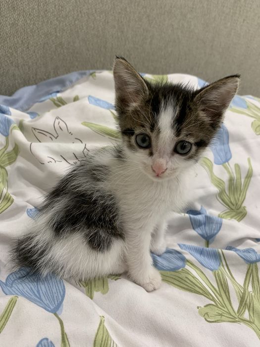 Отдам котенка в добрые руки