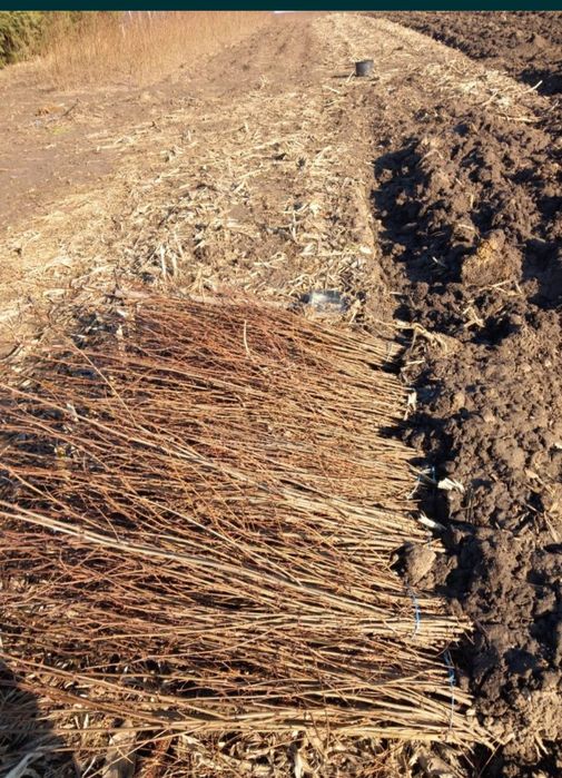 puieți de salcâm pentru împădurirea terenurilor degradate, agricole
