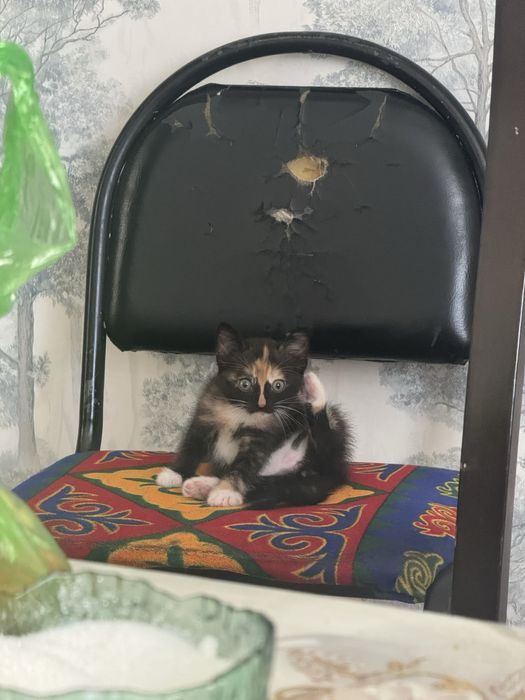 Котенок/кошка даром