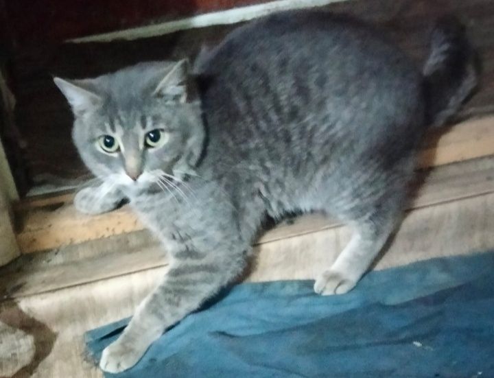 Срочно котики на пристройство