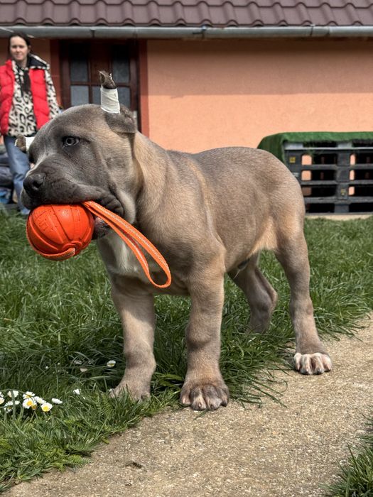 Cățeluș Cane Corso în vârstă de 3 luni cu pedigree