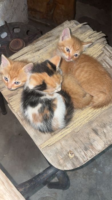 Подарявам котенца