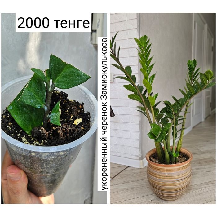 Комнатные цветы детки черенки