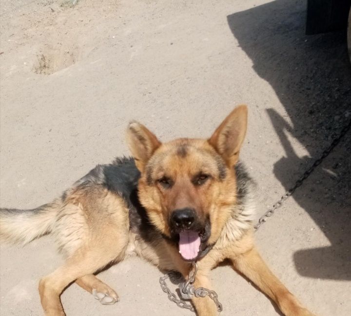 Пропал пёс немец