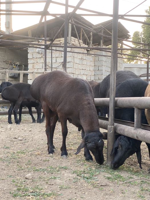 Хисори куйлар сотилади курбонликга