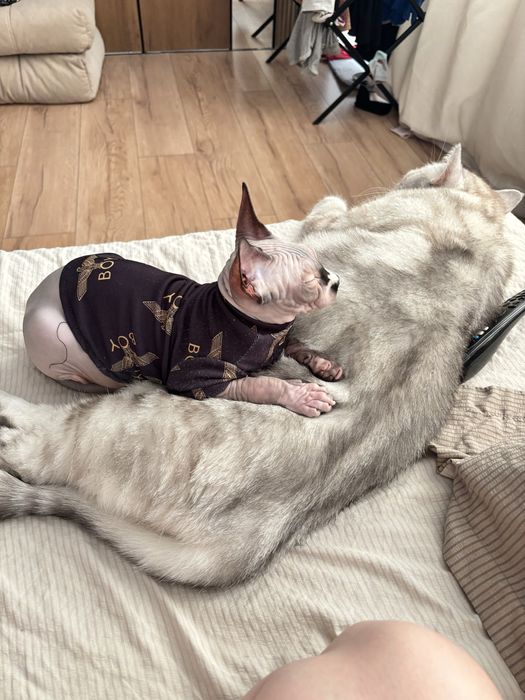 Продам котенка Сфинкс