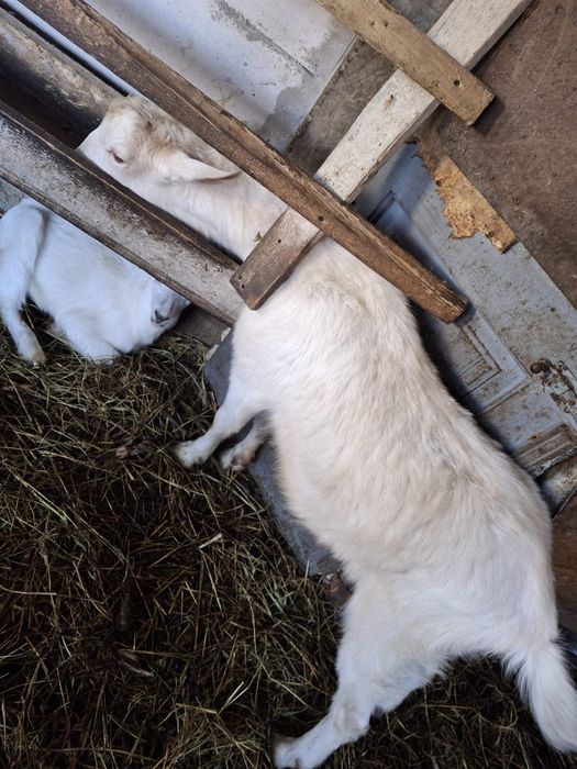 De vanzare  tap sanen