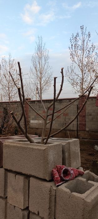 Ветка яблони для декора для птичек