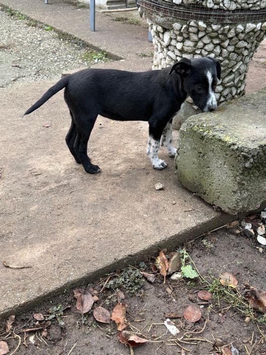 Adoptie 2  fetite frumoase