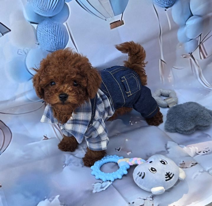 Пудел той Poodle Toy генетични тестове на родителите / Родославие
