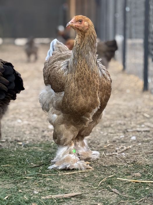 De vanzare puicute si cocosi 2025 - Brahma