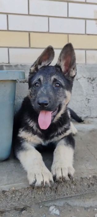 Подрощенная девочка ВЕО