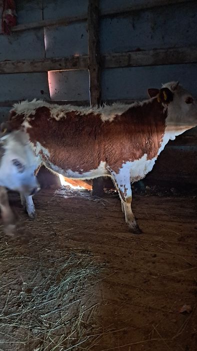 Продам бычок на телку подсосные