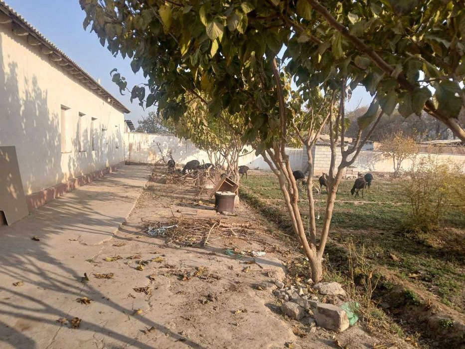 Ҳовли уй ва ер сотилади