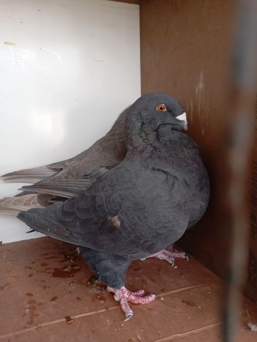 Porumbei americani de vânzare