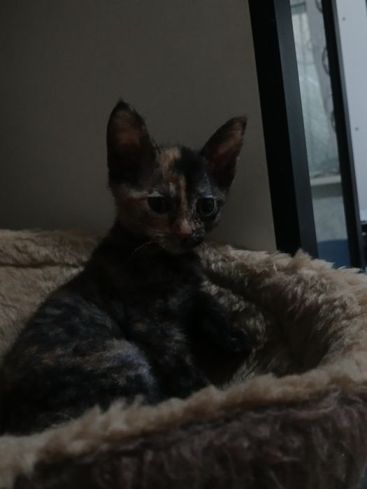 От дам котейку девочку