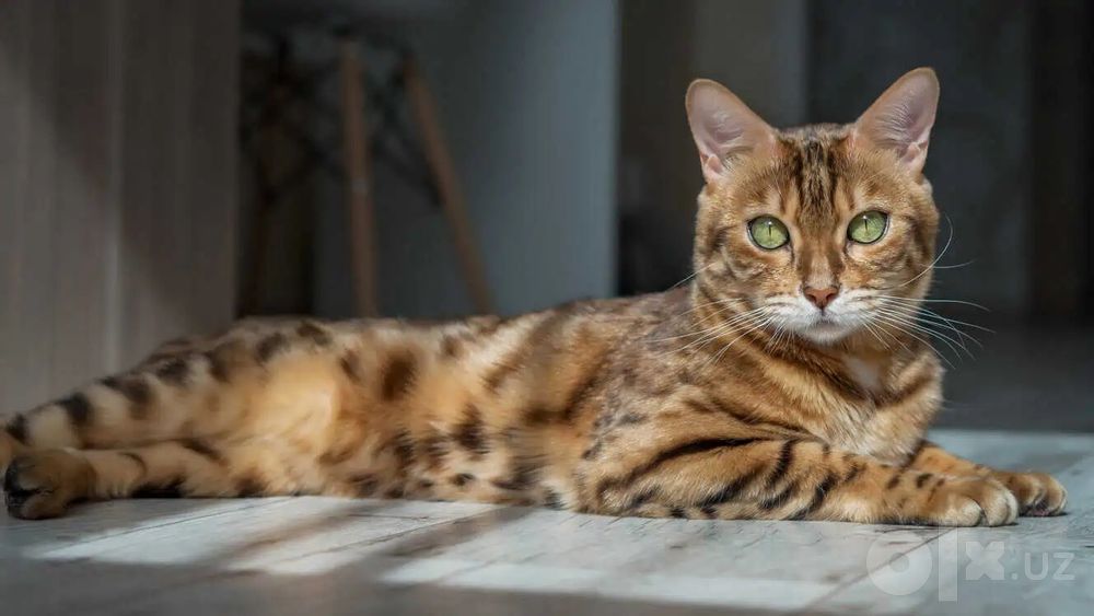 Продаётся бенгальская кошка