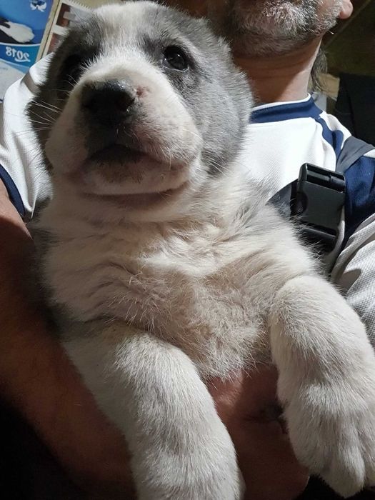 Продавам кученца Алабай(Средноазиатска овчарка)Чистокръвни!