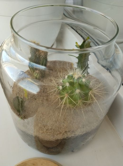 Флорариум с кактусами