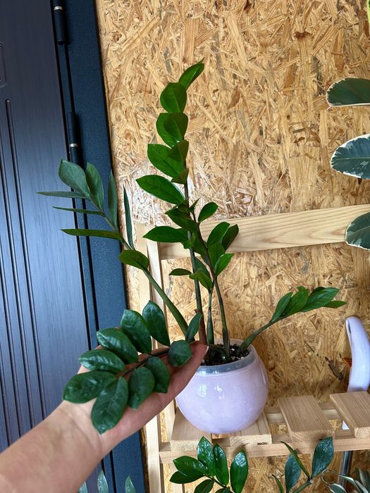 Замиокулькас