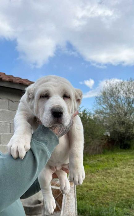 кученце САО Алабай