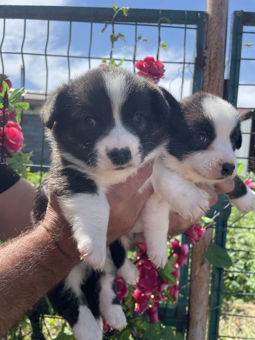 Вельш корги