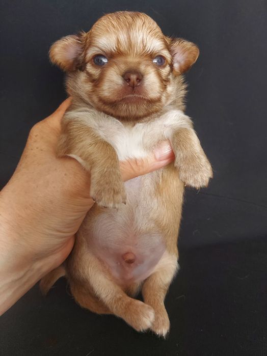 Продаю щенков чихуахуа