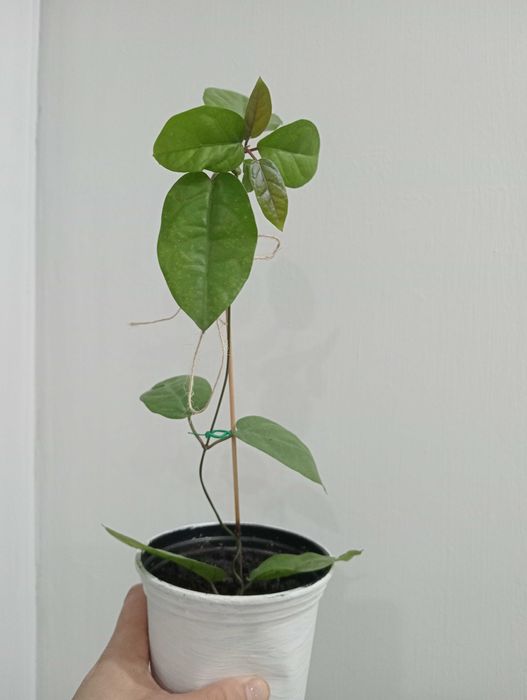 Уютные и Красивые Цветы в Ваш Дом