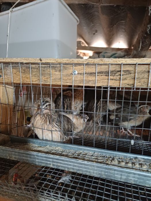 Бодене кораздары петушки