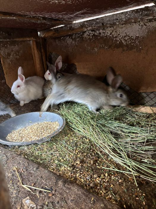 Крольчата фландеры