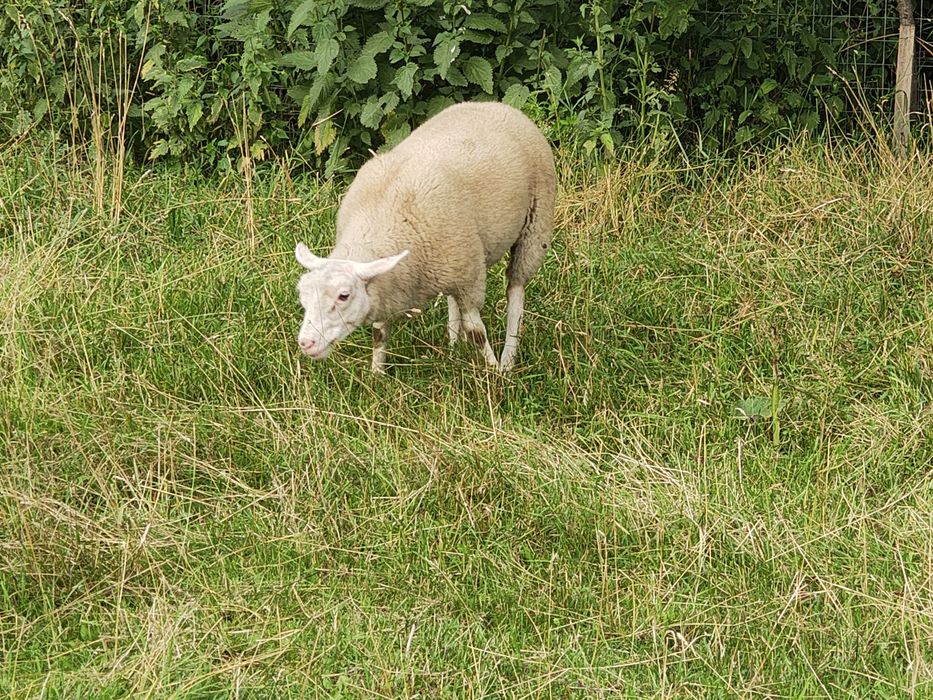 Mieluțe F3 Texel de vanzare