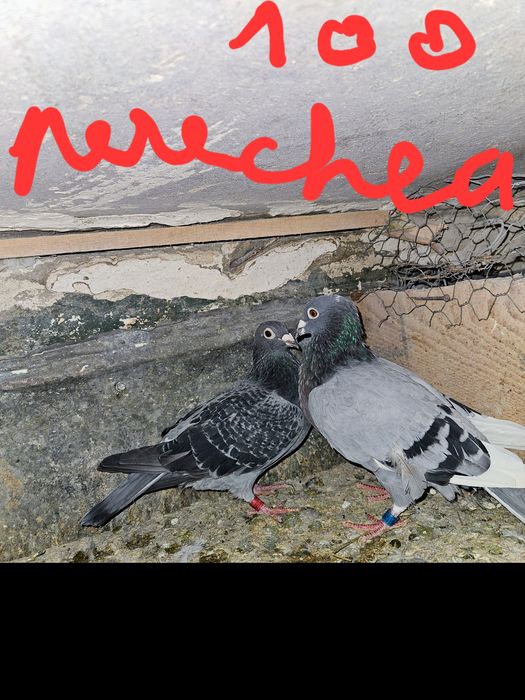 Vand porumbei voiajori !