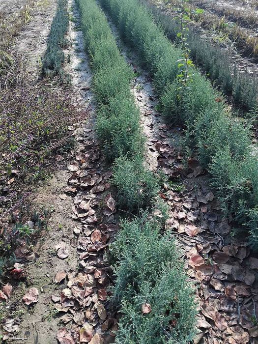 Арчалар сотилади сенсалар