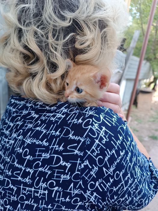 Котёнок ищет добрые руки