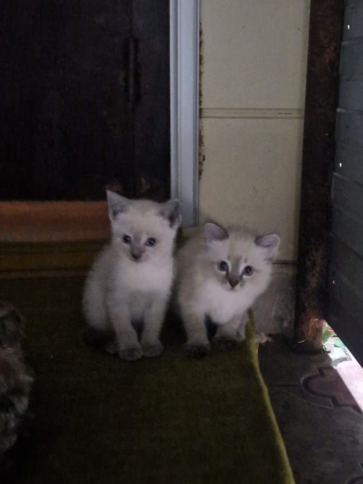 Отдам котят в добрые руки