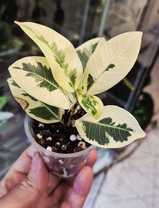 Фикус альбомаргината , блек даймонт