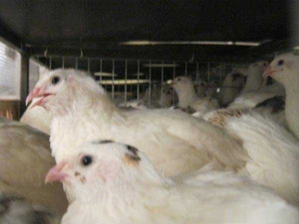 Bedana jo'jalari Beliy gigant Texas jojasi