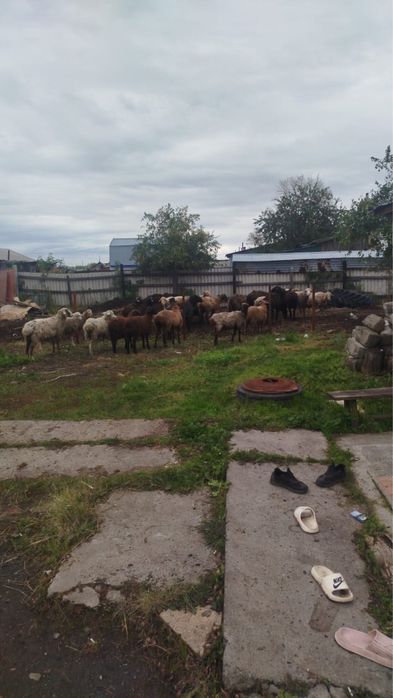 Бараны оптом вкруг