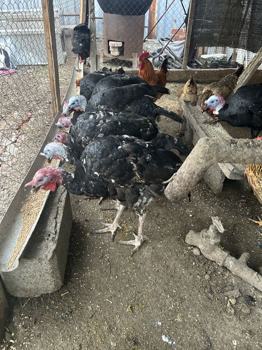 Ундук ( Үндік ] сатылады 7 шт