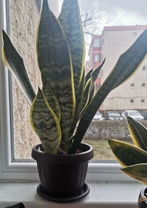 Planta/   Sansevieria Trifasciata - Limba Soacrei