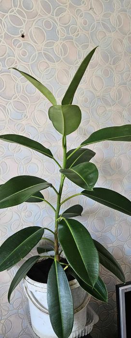 Комнатное растение Фикус