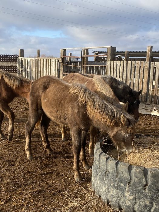 Ұрғашы жабағы жылқылар сатылады