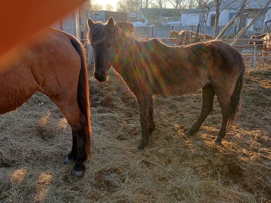 Продам кобылу с жеребенком
