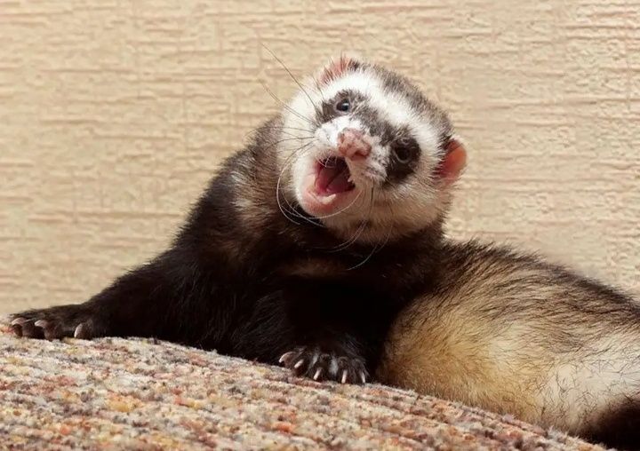 Продам хорьков девочка и мальчик.